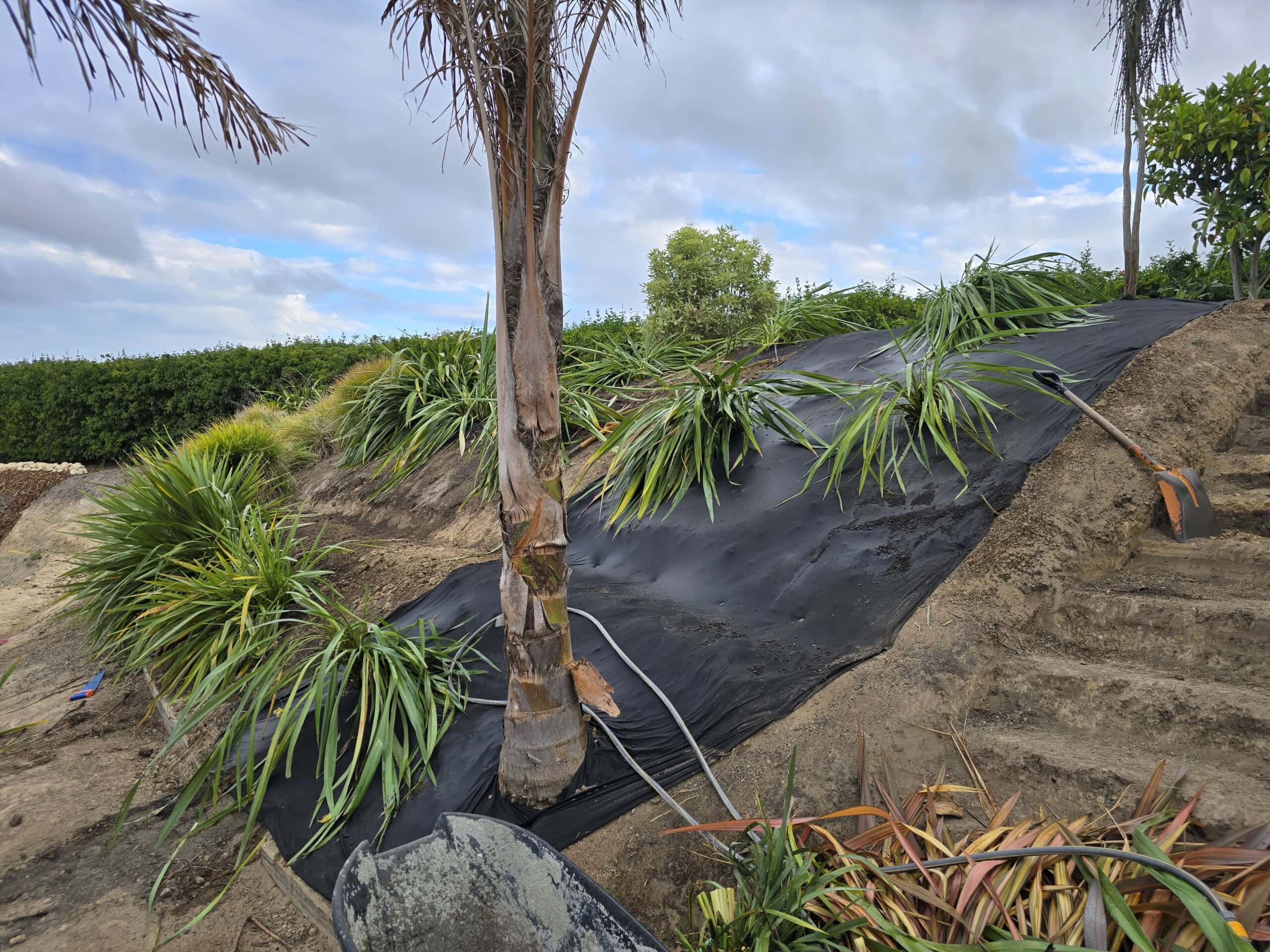 Plants and black fabric on a slope for erosion control in a landscaped area.