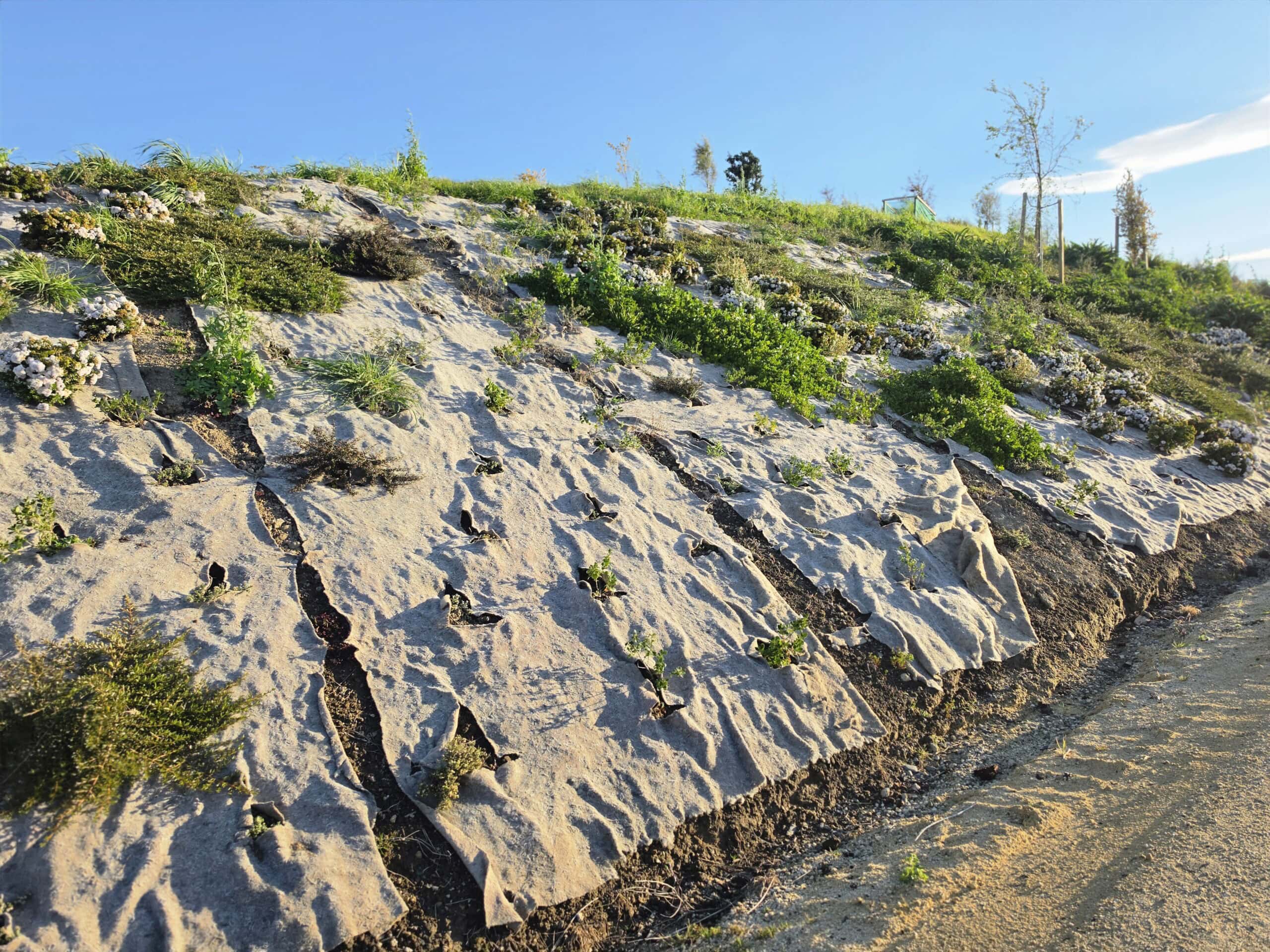 Sloped rocky terrain with cracks and green plants, under a clear blue sky.