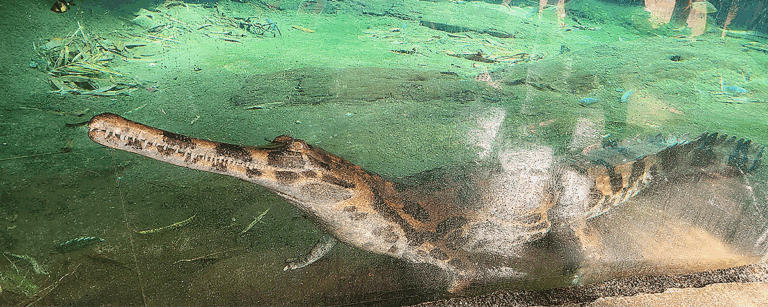 Auckland Zoo - MARKHAM waterproofed the concrete SEAP aquarium tank