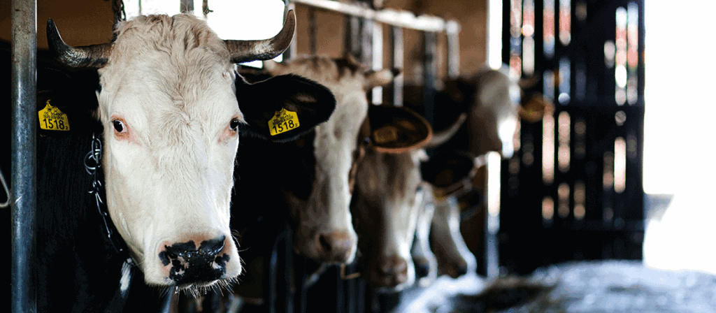 Cows