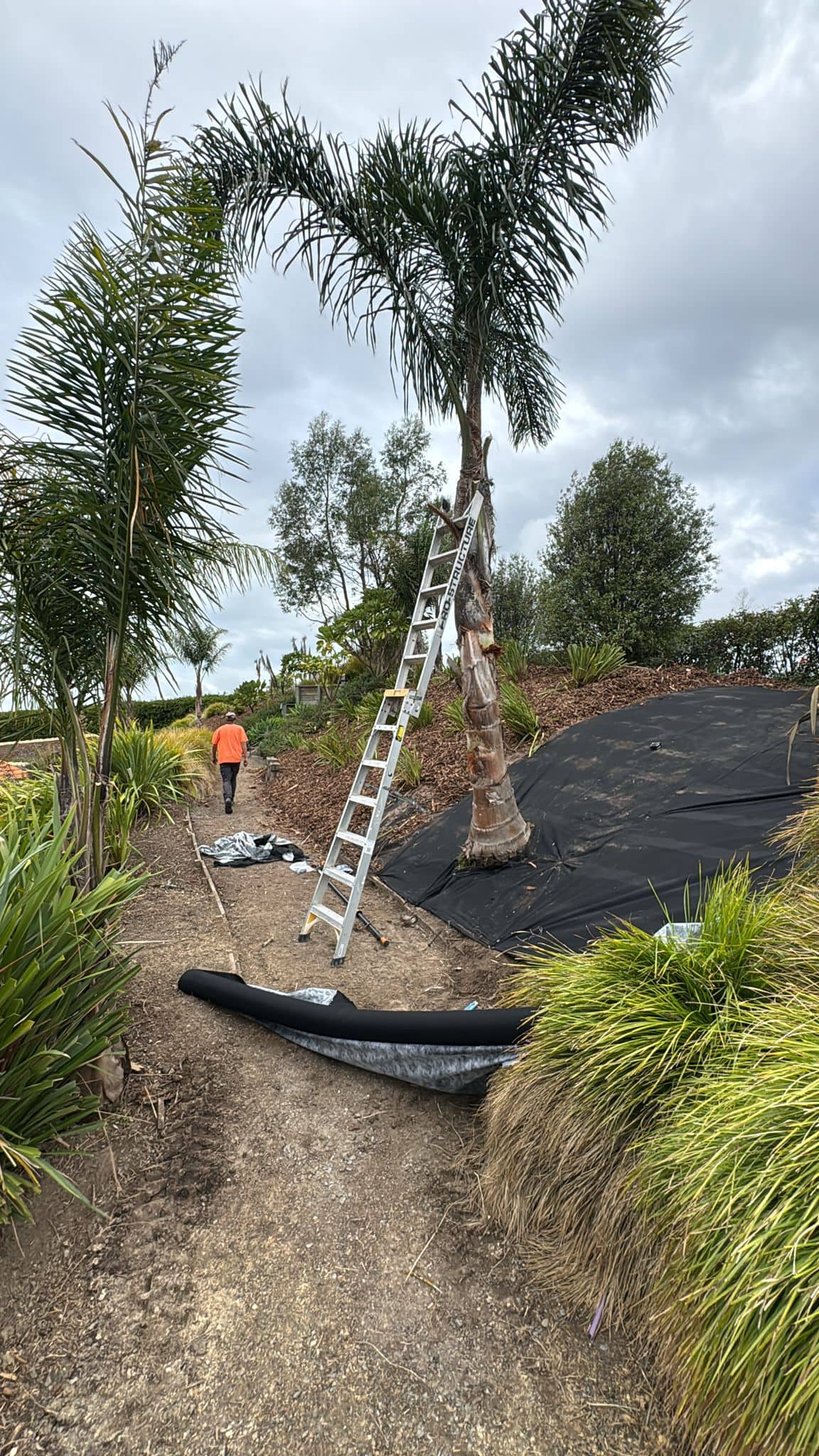 Worker in orange shirt using a ladder to trim a tall palm tree in a landscaped garden.