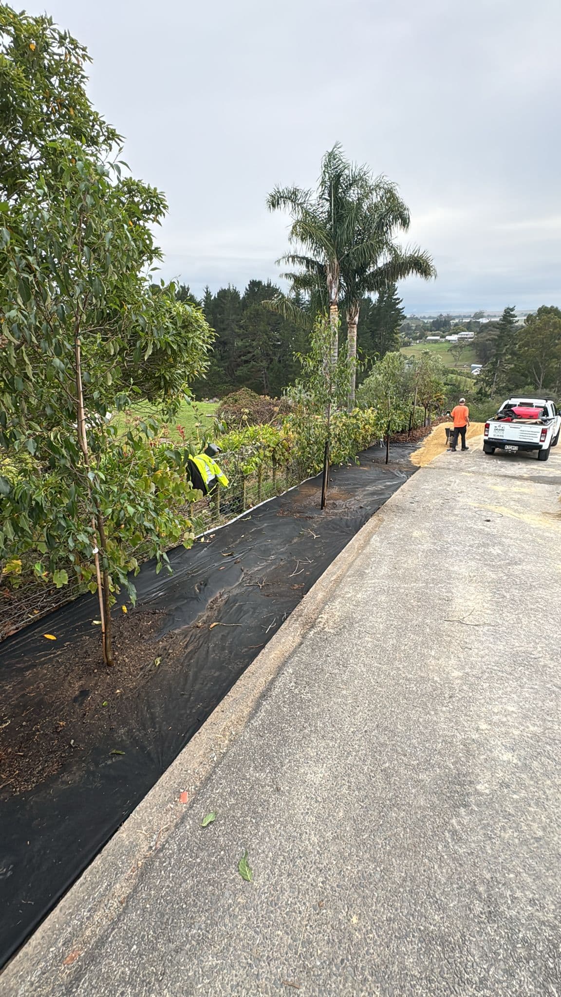 Workers planting trees along a roadside with black mulch and a few cars parked nearby.